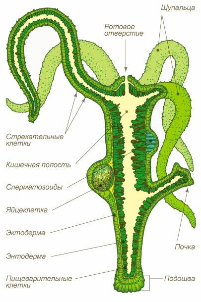 Kraken onion зеркала 2024